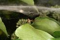 Frontinellina_frutetorum_D8295_Z_89_Les Gris_Frankrijk